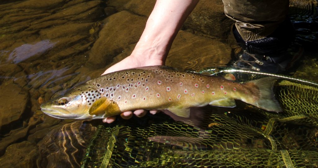 A trout from an Usk tributatry