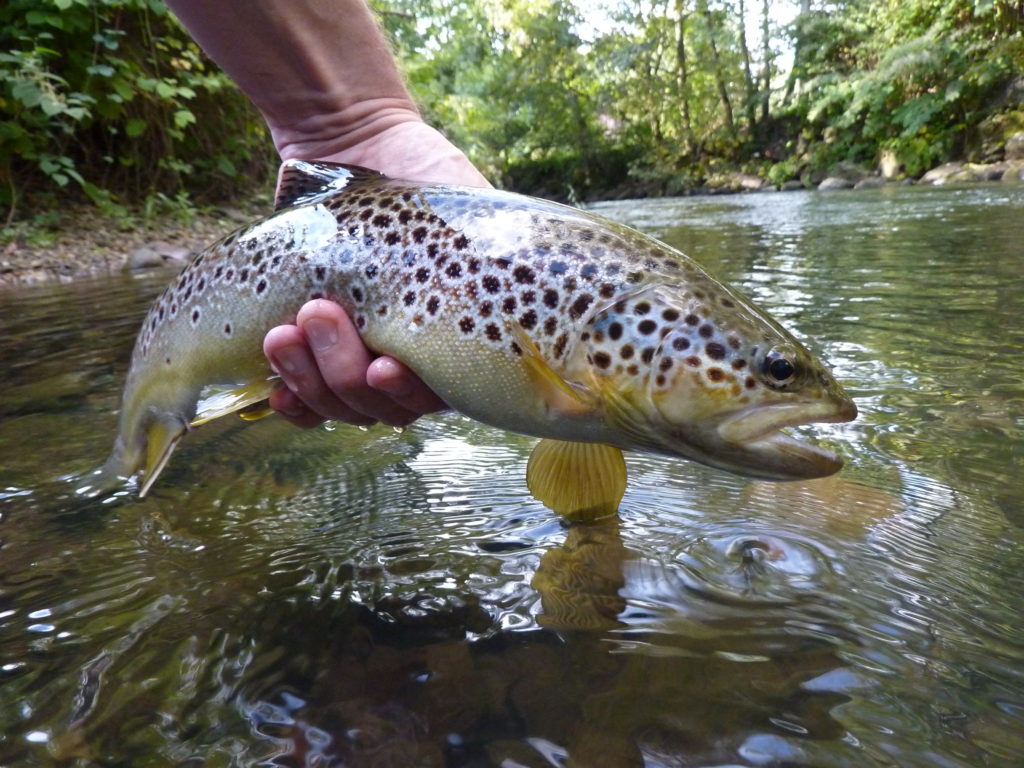 Cwmbran trout Afon llwyd