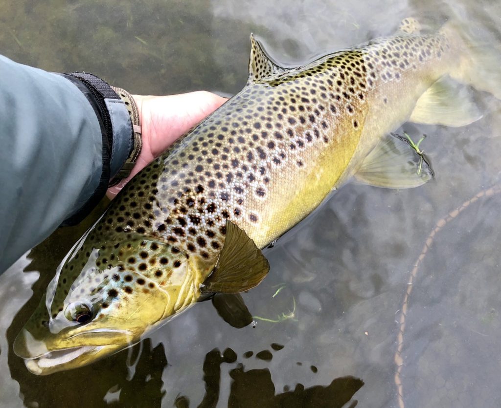 A wild trout returned with a flourish