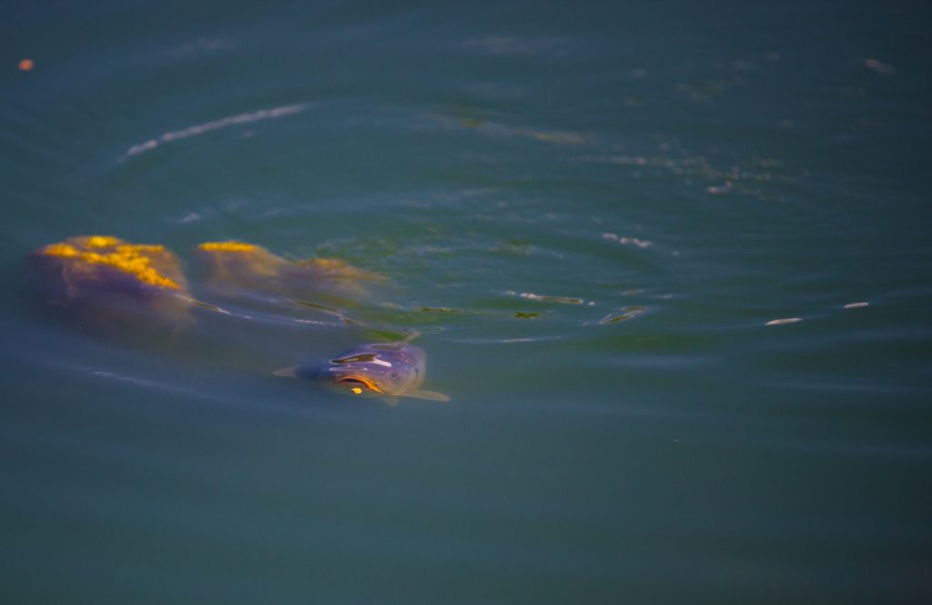 surface fishing for carp