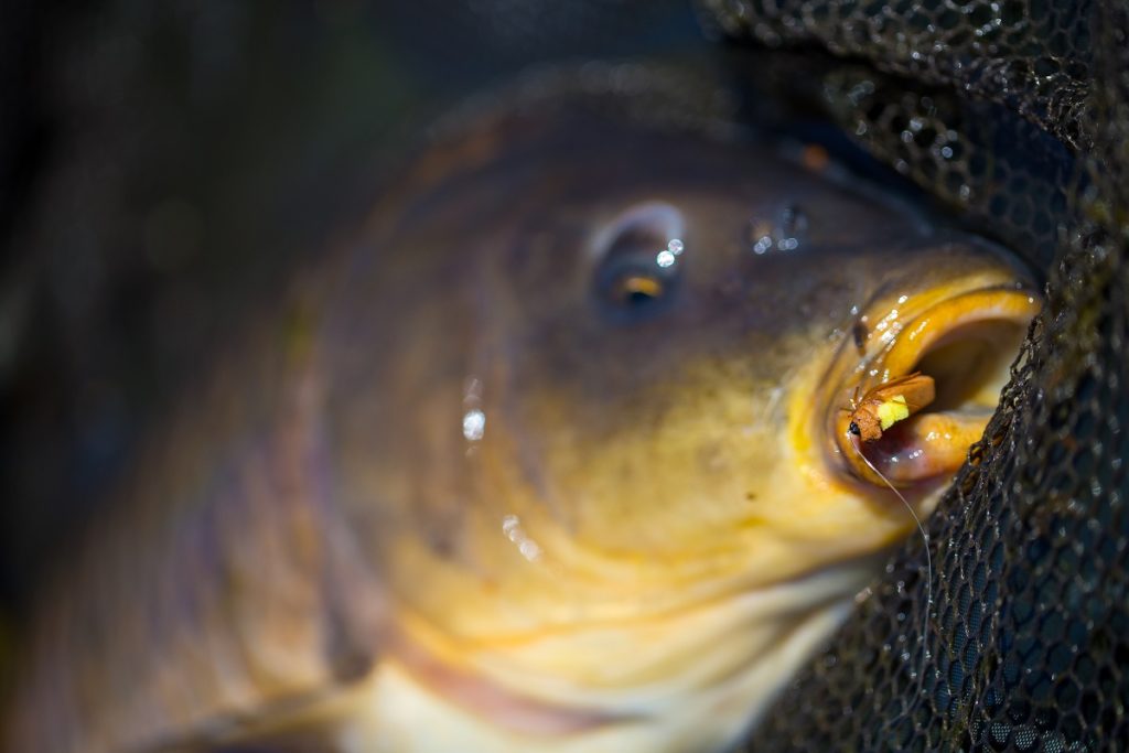 dry fly fishing for carp