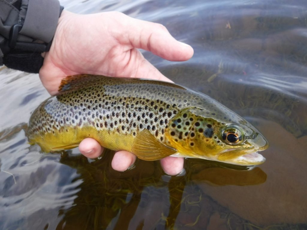 cray reservoir wild brown trout wales