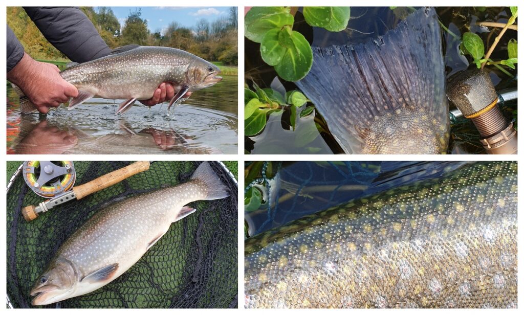 Spartic trout fishing in Wales