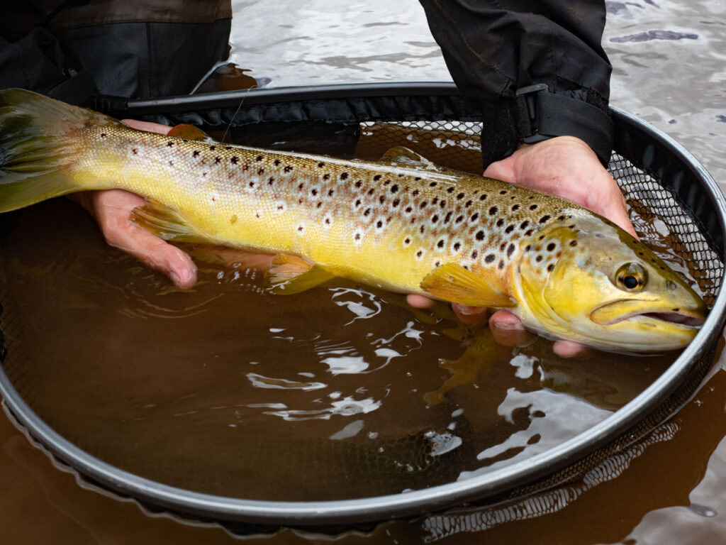 trout fishing tal-y-bont wales