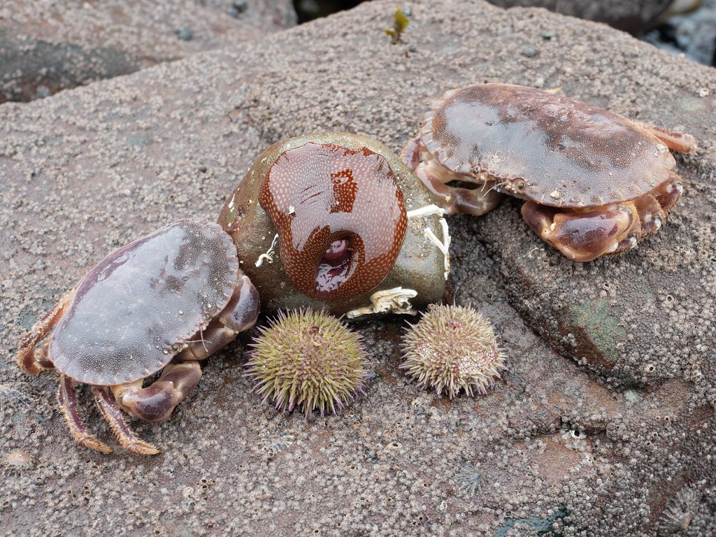 edible peeler crabs