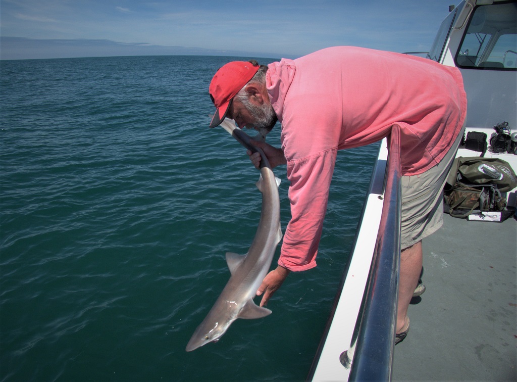 tope fishing on a Welsh Charter boat